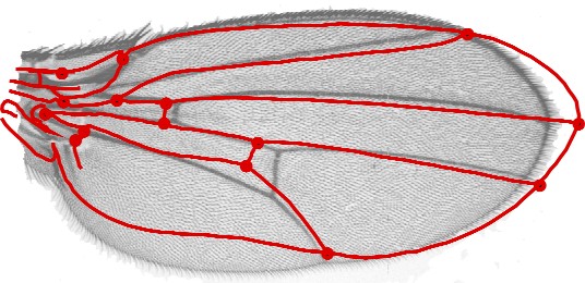 Klingenberg lab logo: fly wing with warped outline